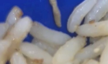 Larva é encontrada em prato de arroz na merenda de escola da rede municipal de Lagarto